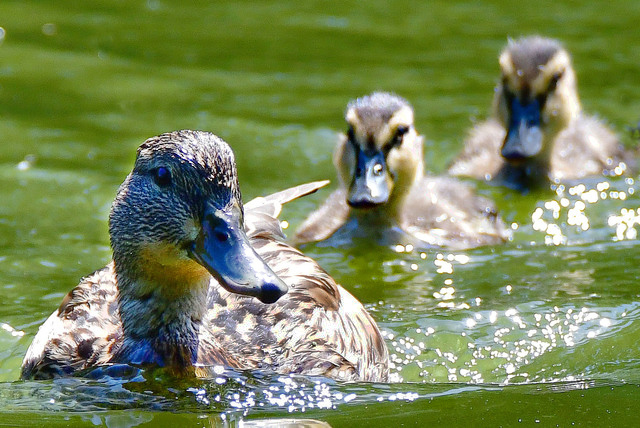 Enten bearb. Bild