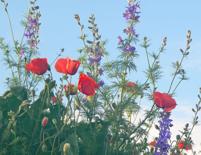 Feldmohn