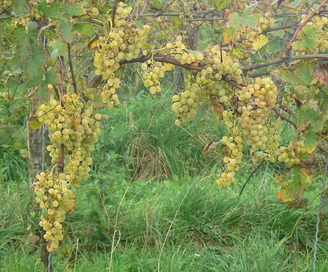 Herbst 