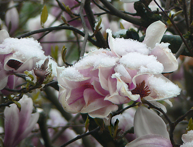 Magnolie im Schnee 