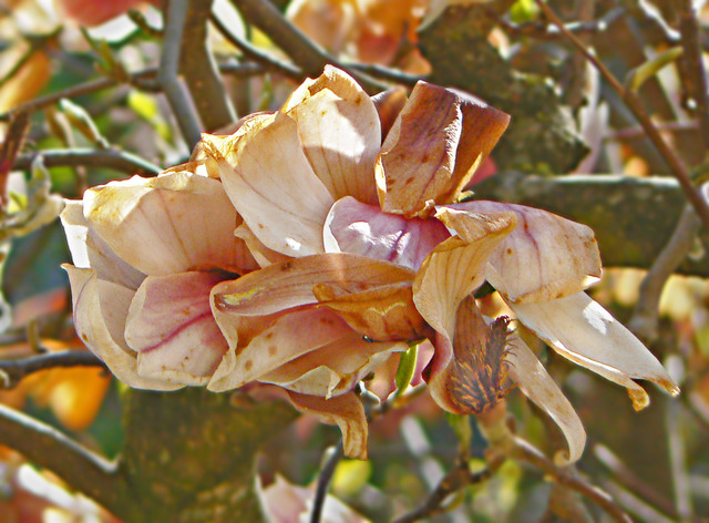 Magnolie Nach Frost