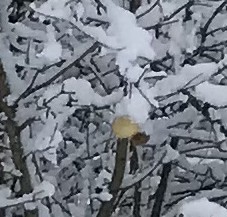 Ppel Am Bohm Im Dezember 1