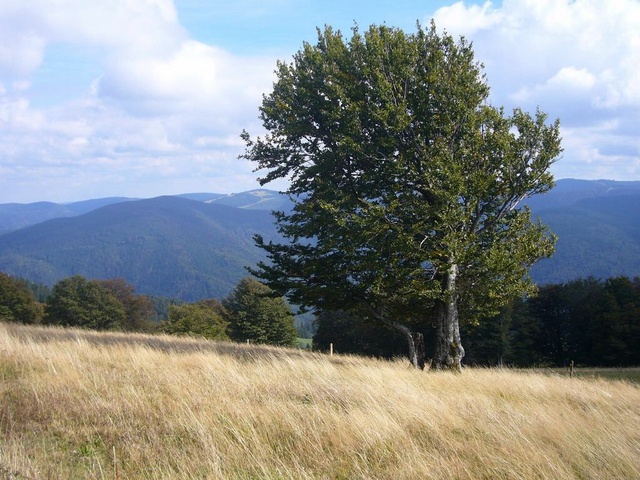 Schauinsland