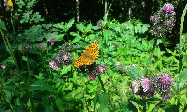 Schmetterling