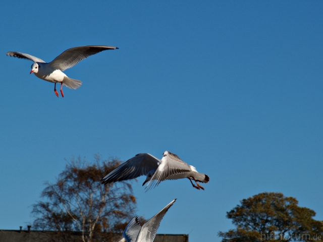 Möwen Im Flug 2012