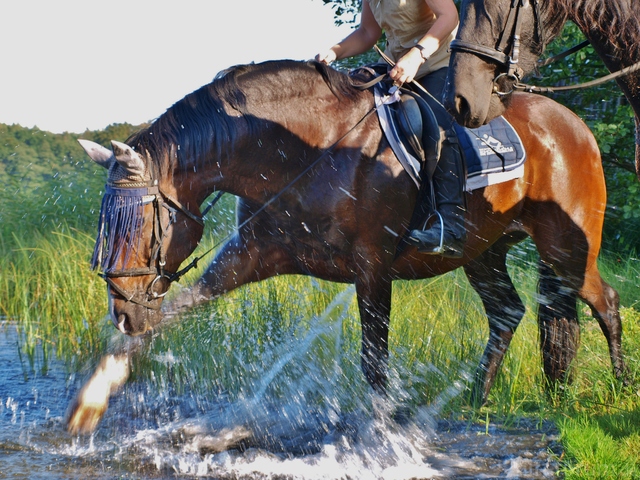 Pferd und Reiter am See