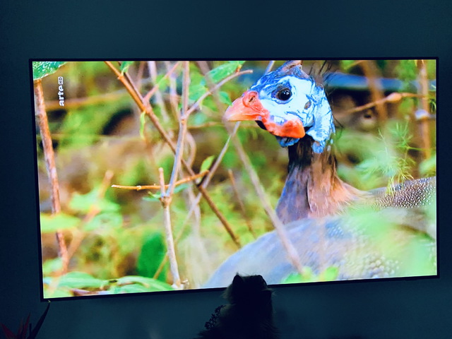 Fernsehbild - korrekte Darstellung