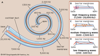 hz-of-cochlea