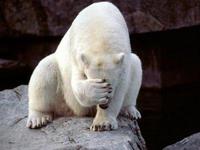 icebear facepalm