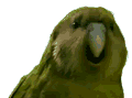 Kakapokakapo