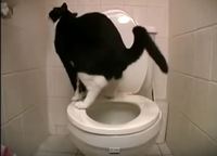 Katze-WC