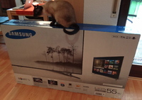 TV mit Katze ;-)