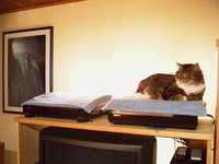 Katze und Dreher