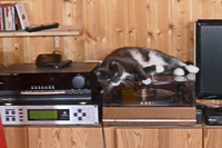 Katze 1