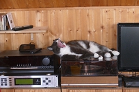 Katze 2