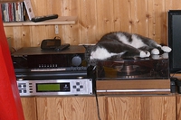 Katze 3