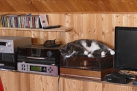 Katze 4