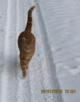 2013 der alte/erste Garfield