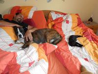 mit Hund Balu und Kater Max im Bett